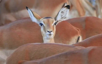 Blog 14 Verkaufst du schon oder überredest du noch – Entdecke dein Alleinstellungsmerkmal