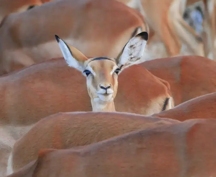 Verkaufst du schon oder überredest du noch – Entdecke dein Alleinstellungsmerkmal